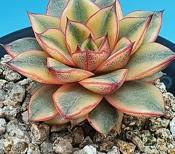 麒麟座覆輪金多肉錦- Xplant