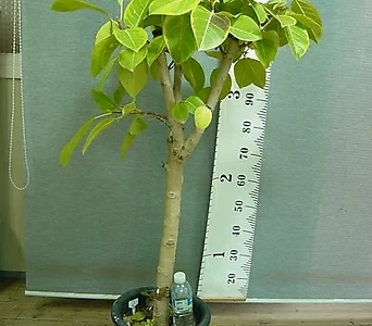 뱅갈고무나무 대품2번 벵갈고무나무-높이140센치-공기정화최고-동일품배송 1