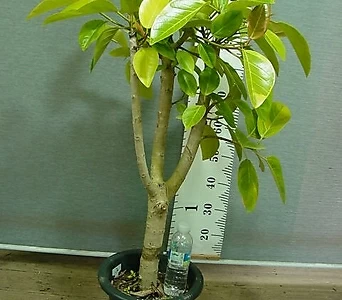 뱅갈고무나무 대품3번 벵갈고무나무-높이120센치-공기정화최고-동일품배송 1
