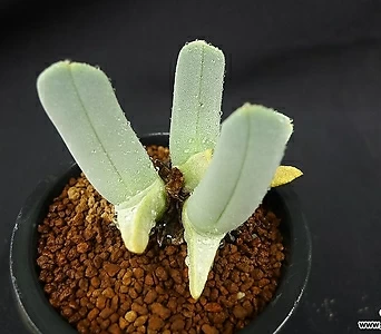 Cheiridopsis Pillansii .4(22) 1