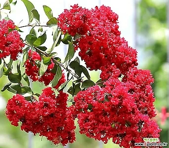 배롱나무(소품) 다이너마이트 빨간꽃 목백일홍 노지월동 야생화 카페정원 1