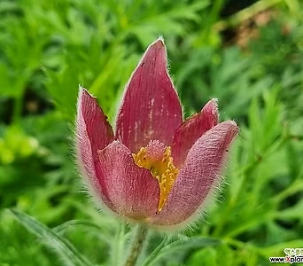 유럽할미꽃(소품) 노지월동 야생화 카페정원 숙근초 다년초 1
