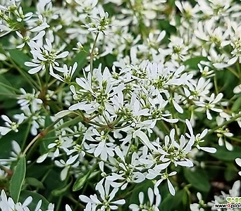 유포르비아 중품 실내식물 흰꽃 유포비아 1