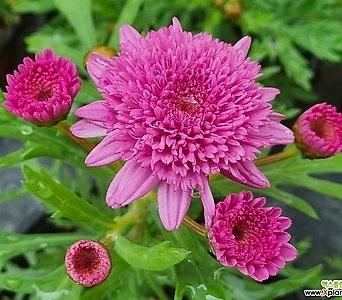 겹목마가렛 핑크 (소품) 남부월동 야생화 분홍꽃 딥로즈 1