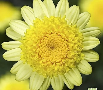 겹목마가렛 노랑 (소품) 남부월동 야생화 노랑꽃 옐로우 1