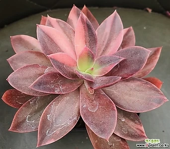 花筏金 多肉植物