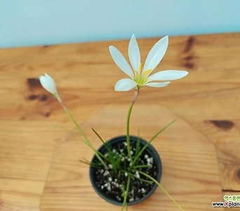 흰꽃나도샤프란 실란 여름야생화 구근식물 1