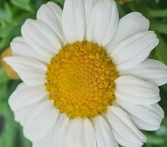 목마가렛 (소품) 3종 (택1) 야생화 남부월동 분홍꽃 노랑꽃 흰꽃 1