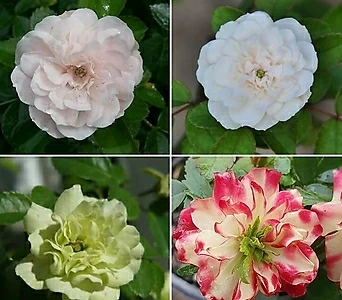 Rosa multiflora - , 1