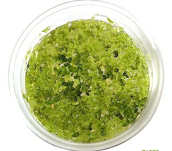 고운물가든 개구리밥 (종이컵 표면 용량 1컵) - 수생식물 1