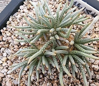 Avonia quinaria ssp Alstonii - 1