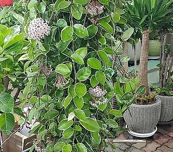 Hoya carnosa , 1