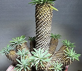 Euphorbia hypogaea (3017) 1