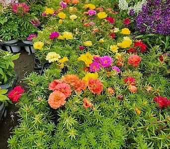 채송화 인기꽃식물 1박스 20개입 색상랜덤 1