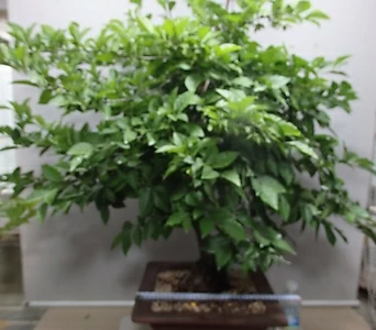 Diospyros rhombifolia 2--- 1