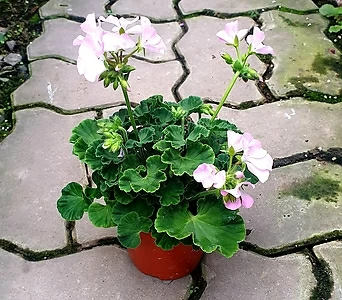 Geranium/Pelargonium 10cm 1