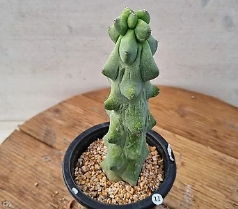 Myrtillocactus geometrizans cv. fukurokuryuzinboku  1
