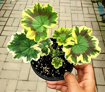 Pelargonium(Geranium) 10cm 1