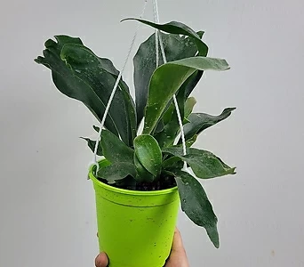 플랜테리어 박쥐란 행잉식물 식물 35-60cm 119 1