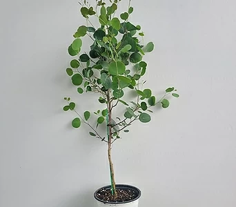 Eucalyptus 40cm-60cm 125 1