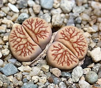 씨앗)리톱스 씨앗 쥴리 국화석 씨앗10립 1