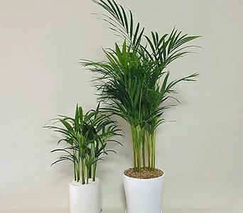아레카야자 이국적인식물 인테리어 현관 선물용 키우기쉬운식물 이사 개업선물 1