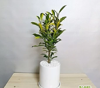 무늬워터(파그라골드콩고)대형 현관에두면좋은식물 관상식물 자스민키우기 예쁜화초 베란다나무 1