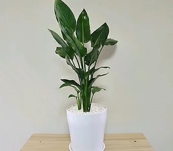 극락조(여인초)중품 미세먼지잡는 공기정화식물 책상위 관엽식물 1