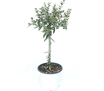 올리브나무 거실화분 실내화초 인테리어식물 1