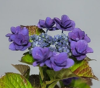 군청색 겹꽃 일본수국 (카마쿠라) 랜덤 1
