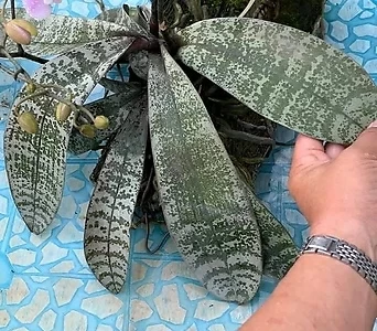 Phalaenopsis .Phal.schilleriana..... .. 1