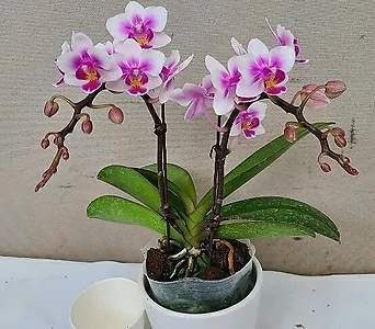 Phalaenopsis . ...... 1