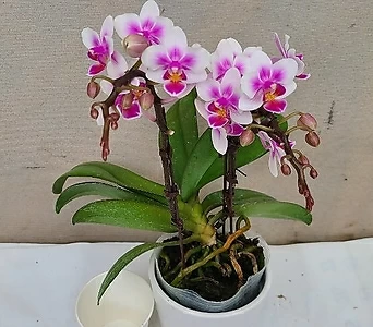 Phalaenopsis . ....... 1