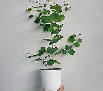 Eucalyptus 35-60cm 99 1