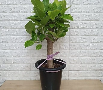 뱅갈고무나무36 - 공기정화식물 1