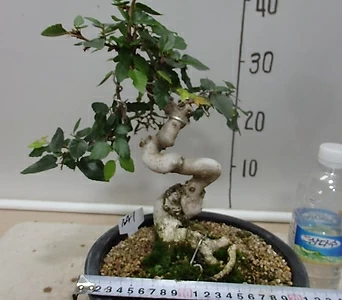 소사나무 1번-수형목 소품분재-동일품배송 1