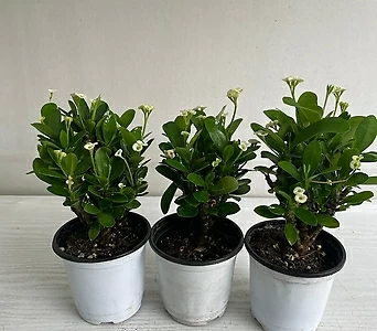 꽃기린 흰색 3개묶음 공기정화식물 반려식물 온누리농원 1