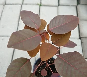 초코리프 / 유포르비아 코티니폴리아  (EuphorbiaCotinifolia) 1
