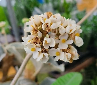 멕시코베고니아.흰색꽃.포트지름18cm.희귀종.예뻐요.고급종.인기상품. 1
