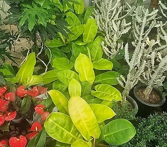 문라이트 매력적인 식물 1