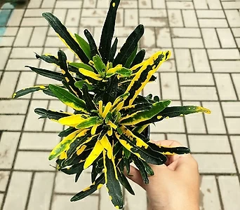 Codiaeum variegatum 10cm 1