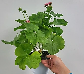 Pelargonium(Geranium) 25-50cm 199 1