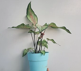 Pelargonium Angeleyes Randy 25-40cm 105 1