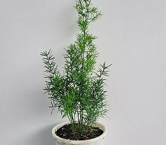 희귀식물 아스파라거스 마제파 중품 30-50cm 199 1