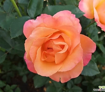 네델란드장미.안티쿠아.대품.old rose강함.예쁜주황색.꽃8-9cm.울타리정원장미.월동가능. 1