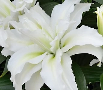 꽃 맺은 (로즈릴리) 흰색 1