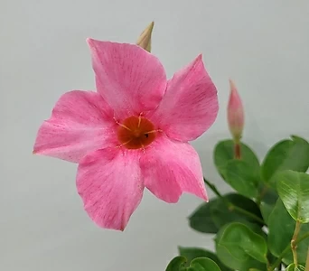 만데빌라 분홍 1