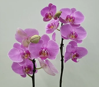 Phalaenopsis  1