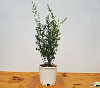 아스파라거스 마제파 중품 키우기쉬운식물 인테리어식물 1