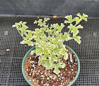 Pelargonium(Geranium) . 1